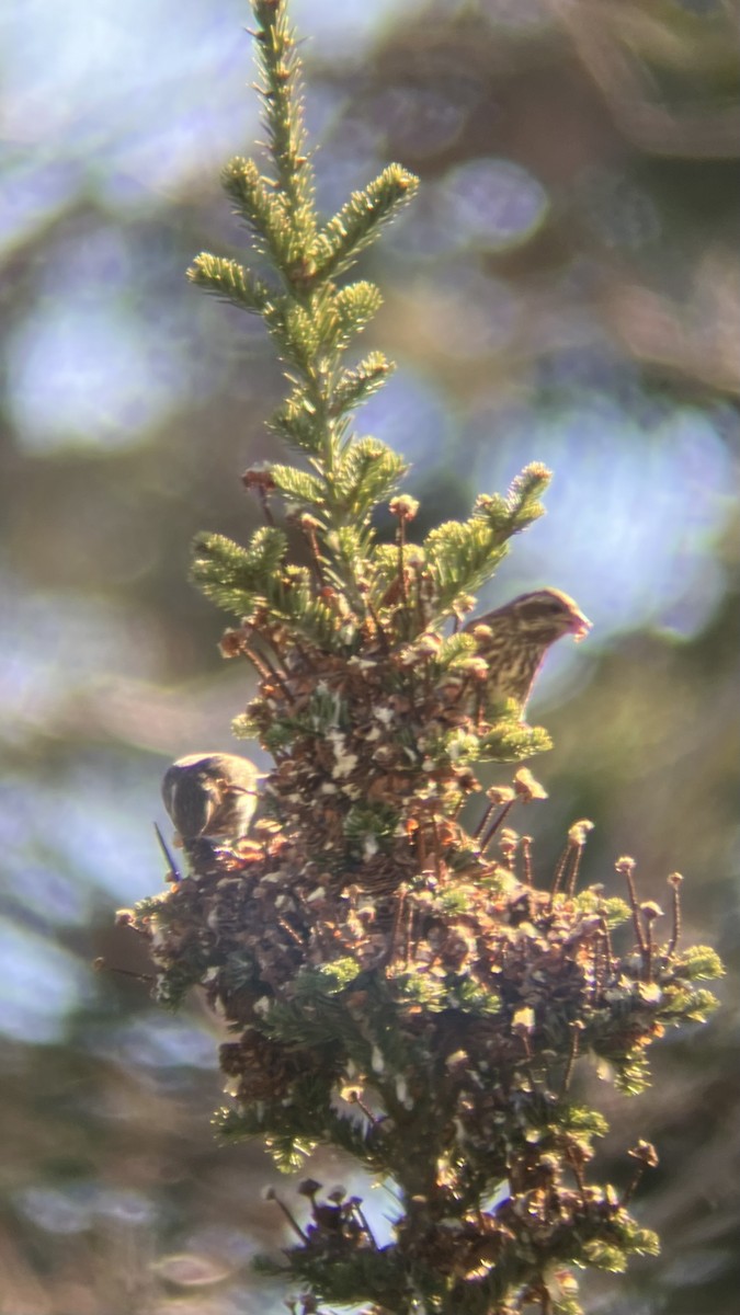 Purple Finch - ML645291598