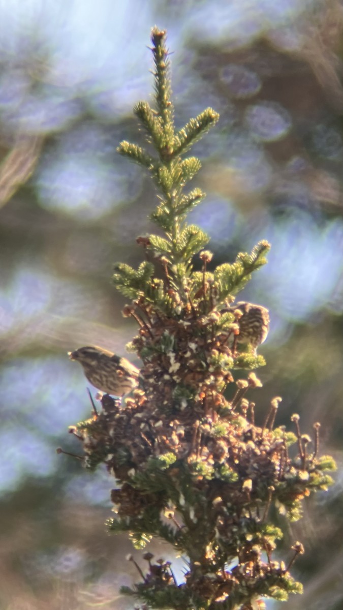 Purple Finch - ML645291599