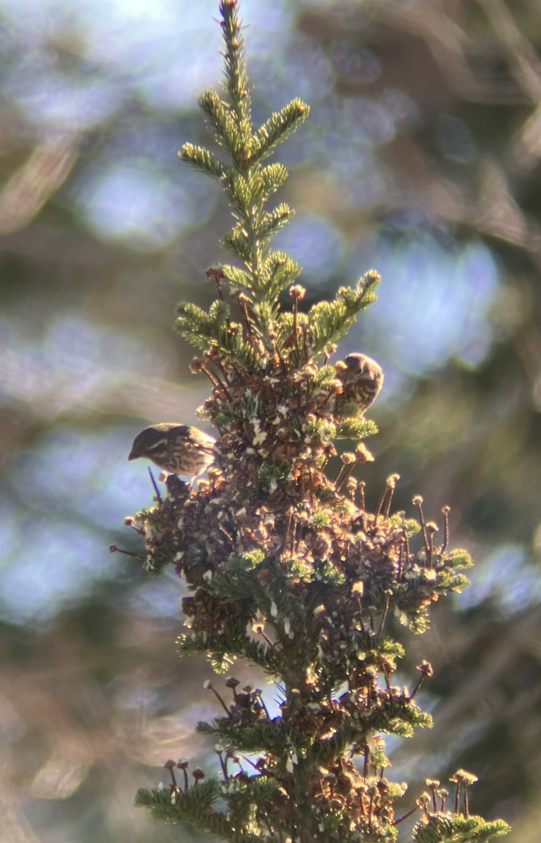 Purple Finch - ML645291600