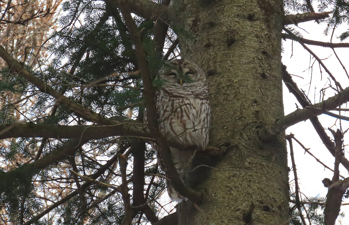 Barred Owl - ML645291602