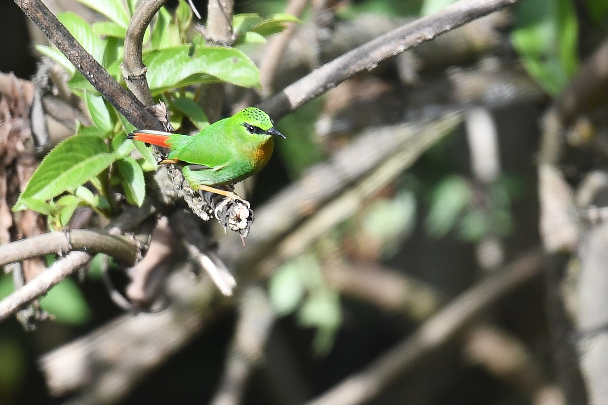 Fire-tailed Myzornis - ML645291603