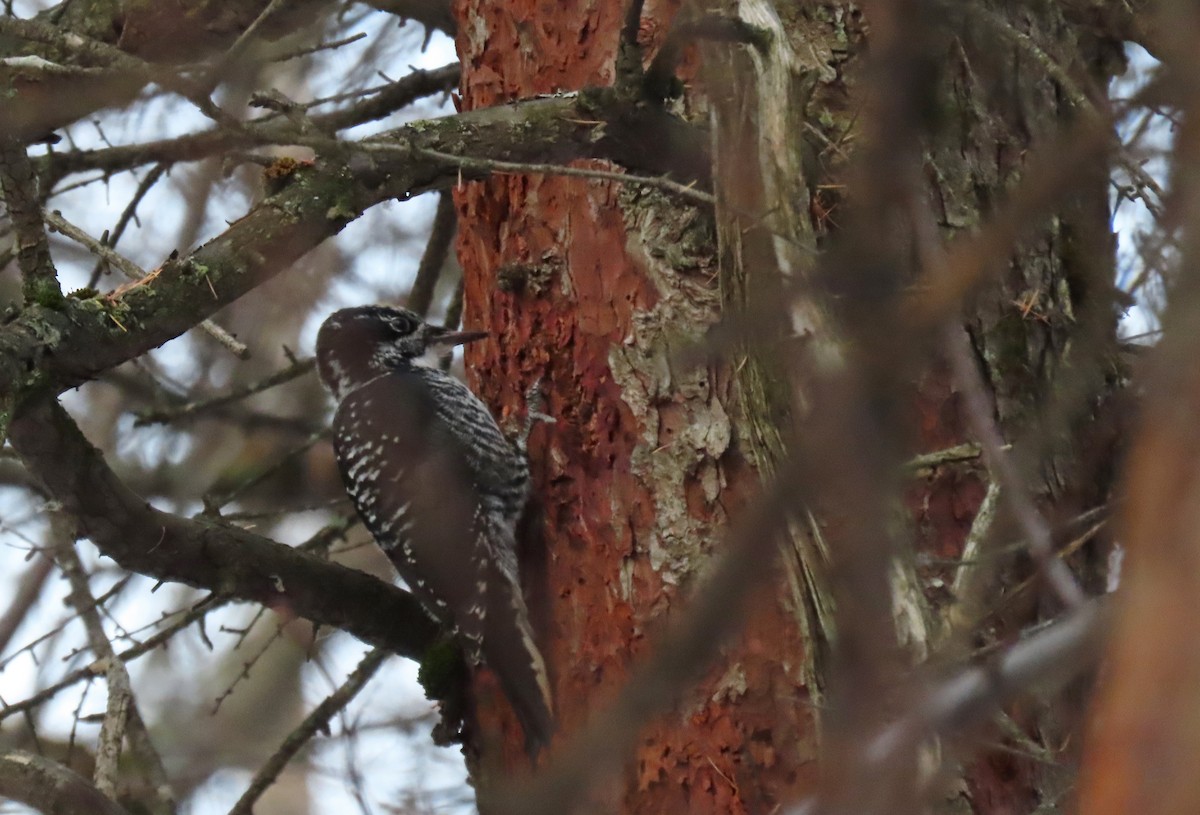 American Three-toed Woodpecker - ML645291614