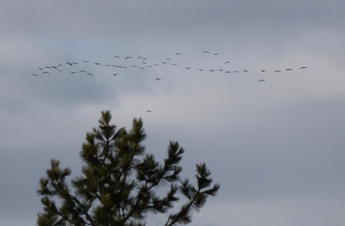 Canada Goose - ML645291620
