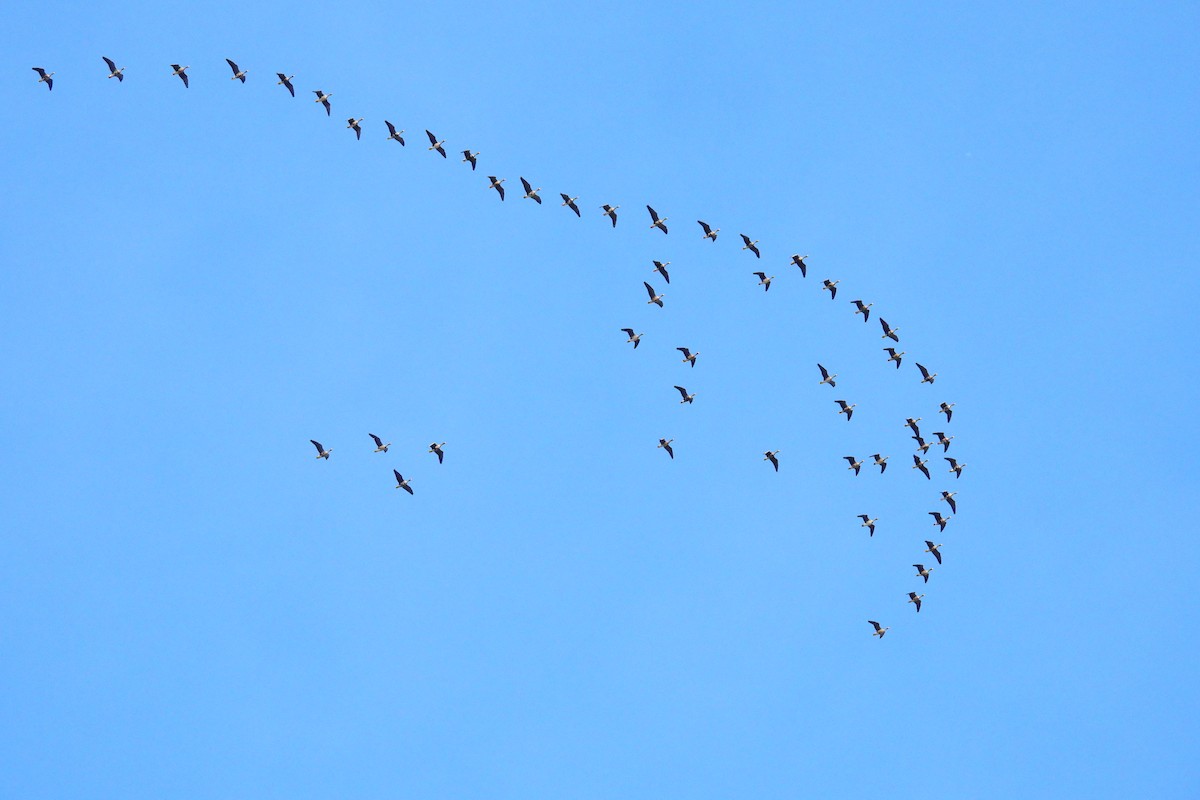 Greater White-fronted Goose - ML645291621