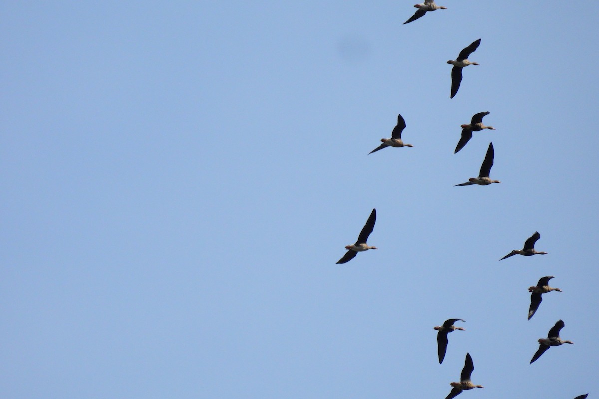 Greater White-fronted Goose - ML645291622