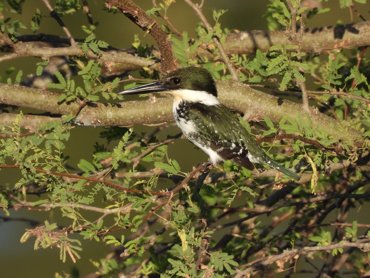 Green Kingfisher - ML645291638