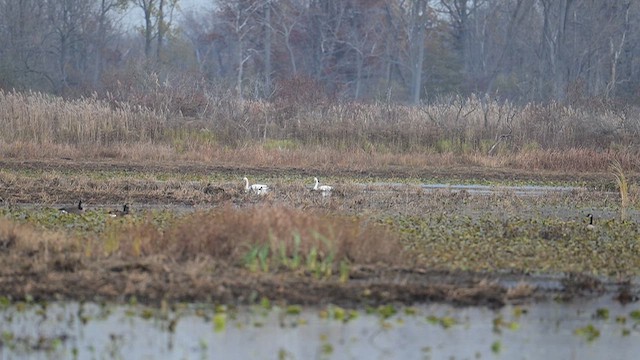Tundra Swan - ML645291641