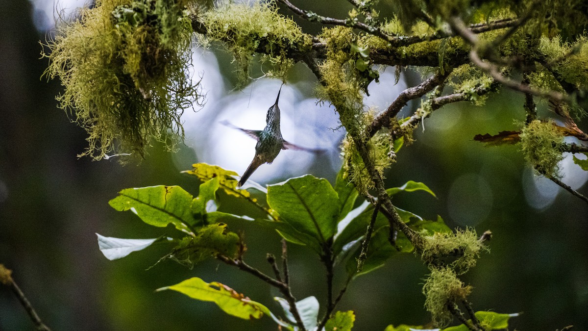 White-booted Racket-tail - ML645291642