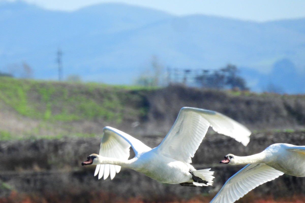 Mute Swan - ML645291647