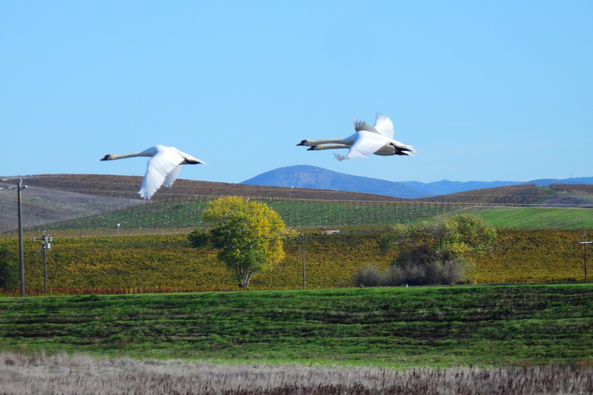 Mute Swan - ML645291648