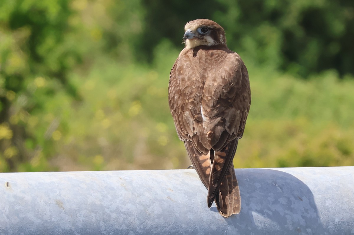 Brown Falcon - ML645291650
