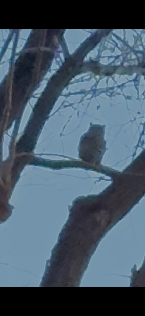 Great Horned Owl - ML645291651