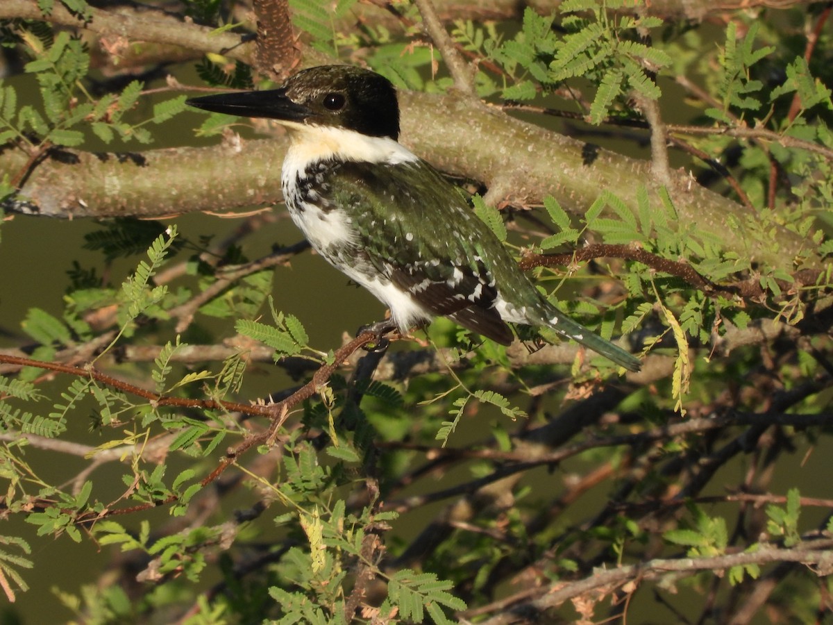 Green Kingfisher - ML645291652