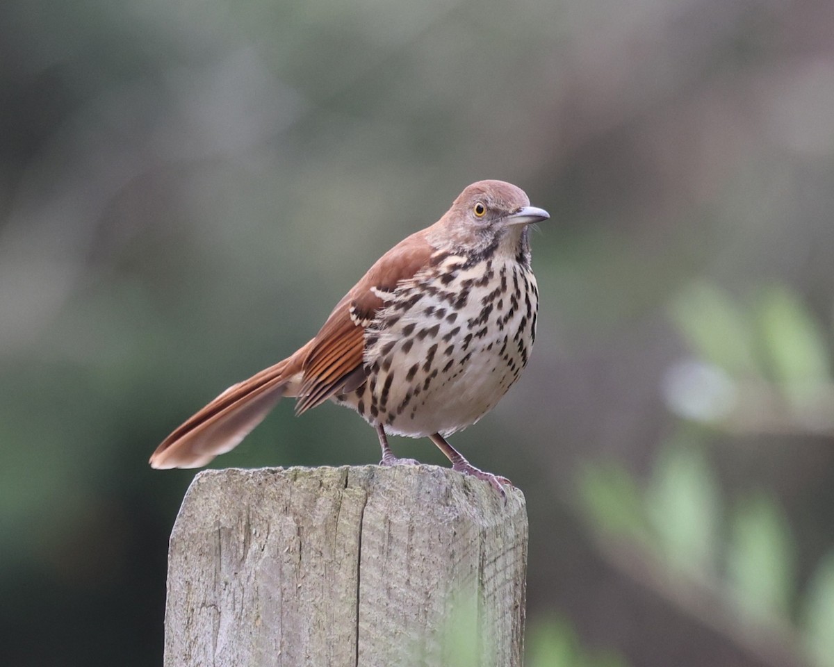 Brown Thrasher - ML645291658