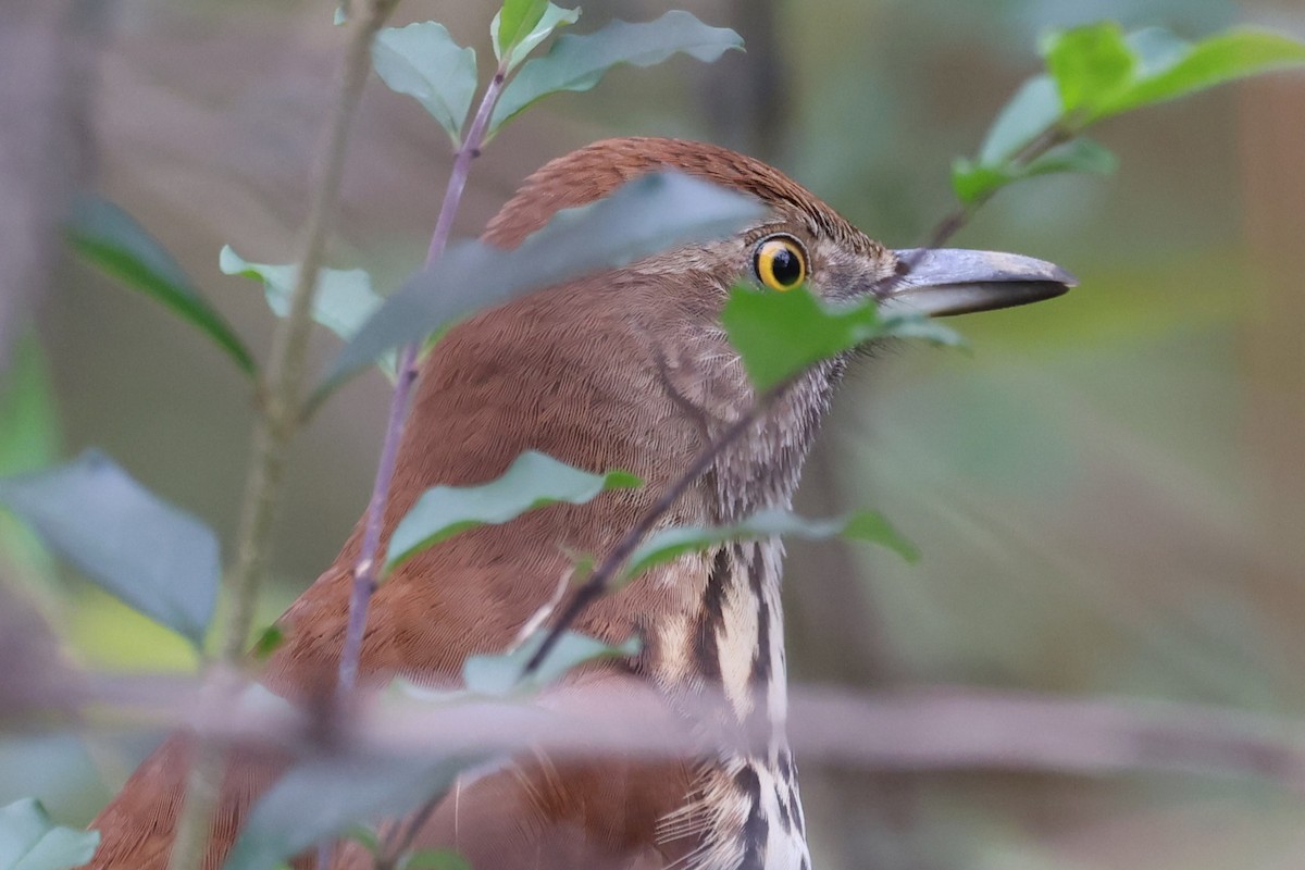 Brown Thrasher - ML645291659