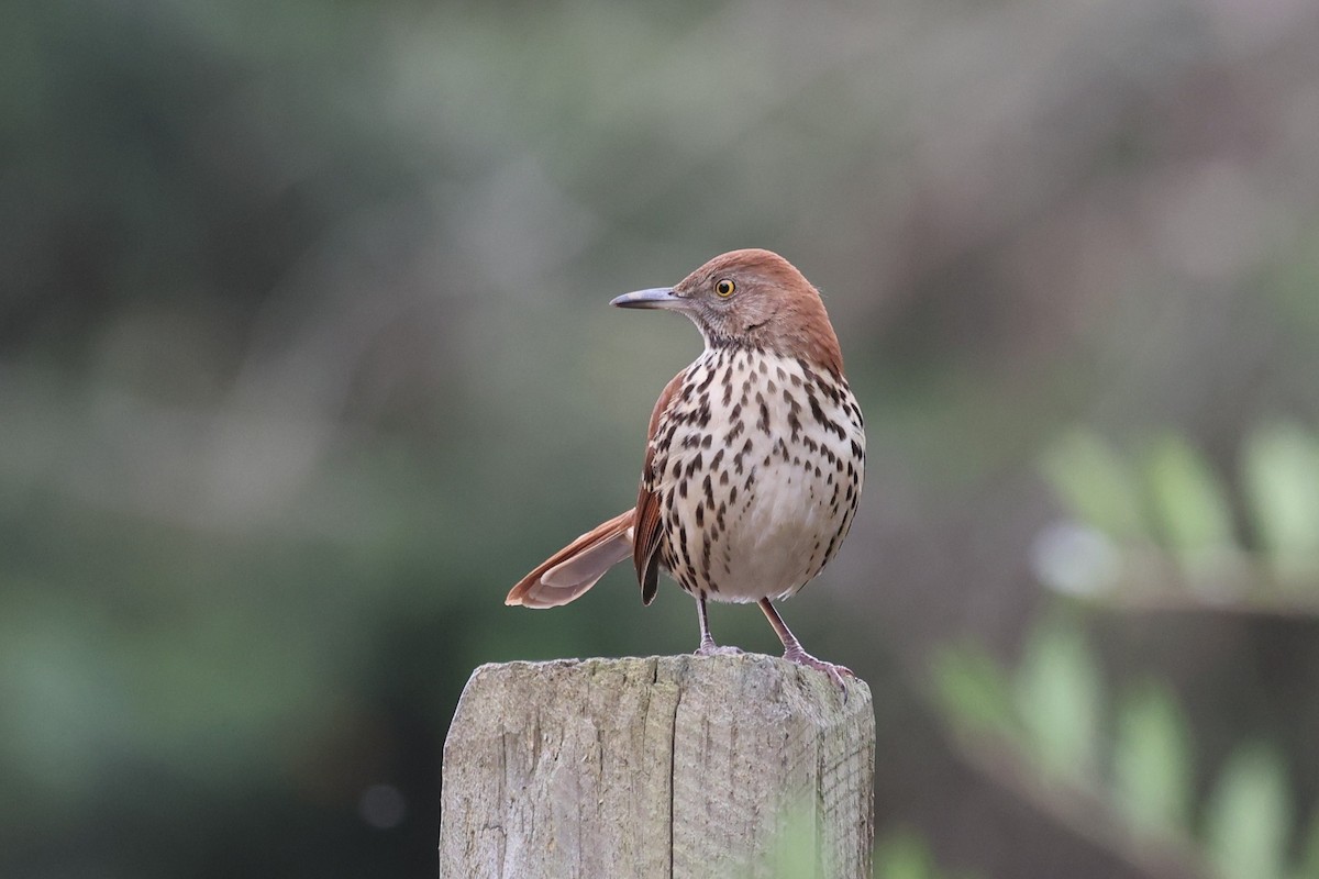 Brown Thrasher - ML645291660