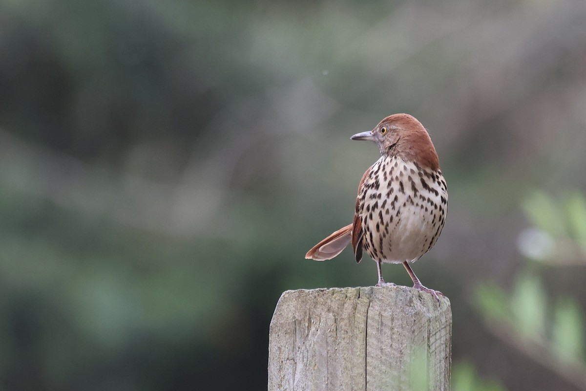 Brown Thrasher - ML645291661