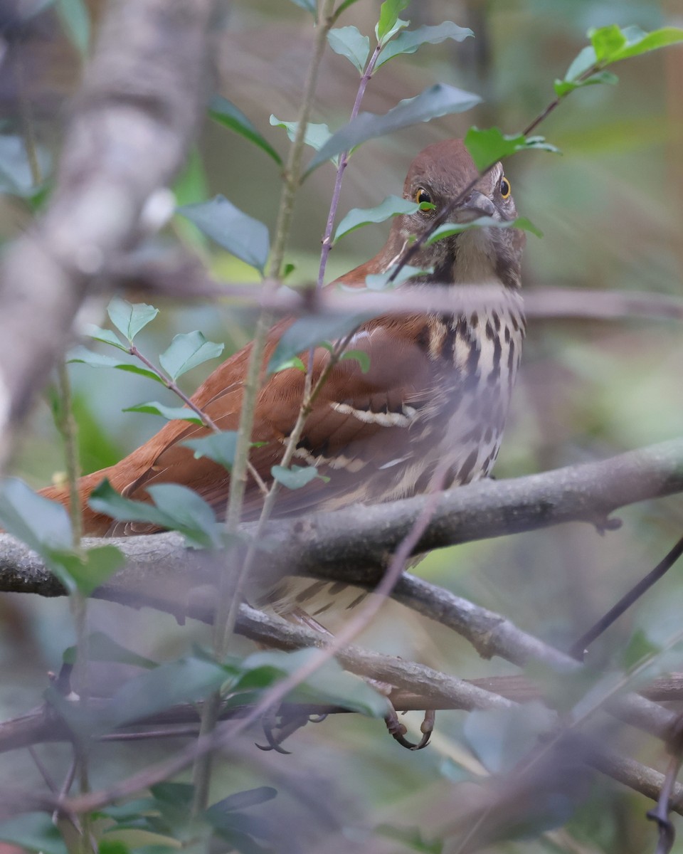 Brown Thrasher - ML645291663
