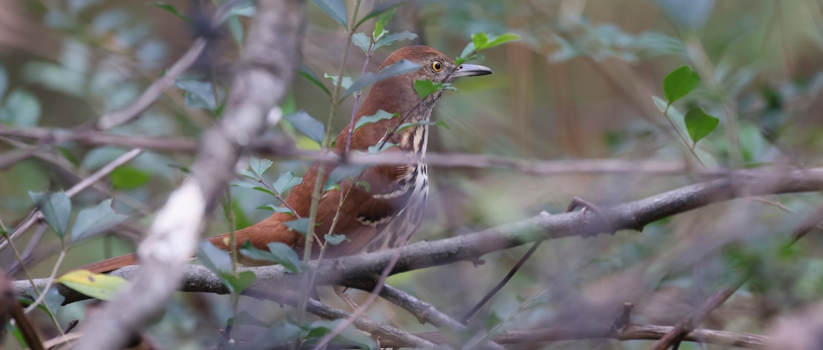 Brown Thrasher - ML645291664