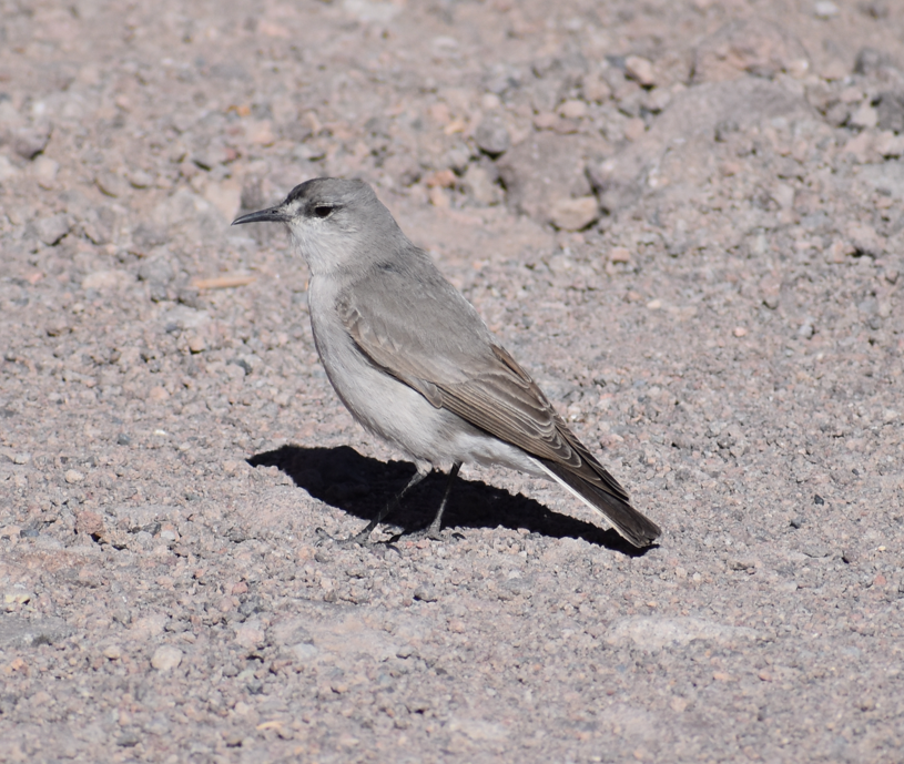 Black-fronted Ground-Tyrant - ML645291671