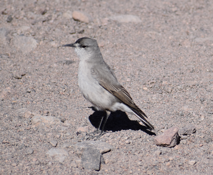 Black-fronted Ground-Tyrant - ML645291674