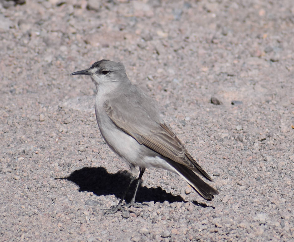 Black-fronted Ground-Tyrant - ML645291675