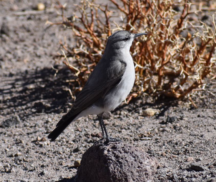 Black-fronted Ground-Tyrant - ML645291676
