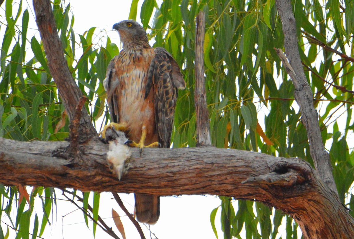 Red Goshawk - ML645291685