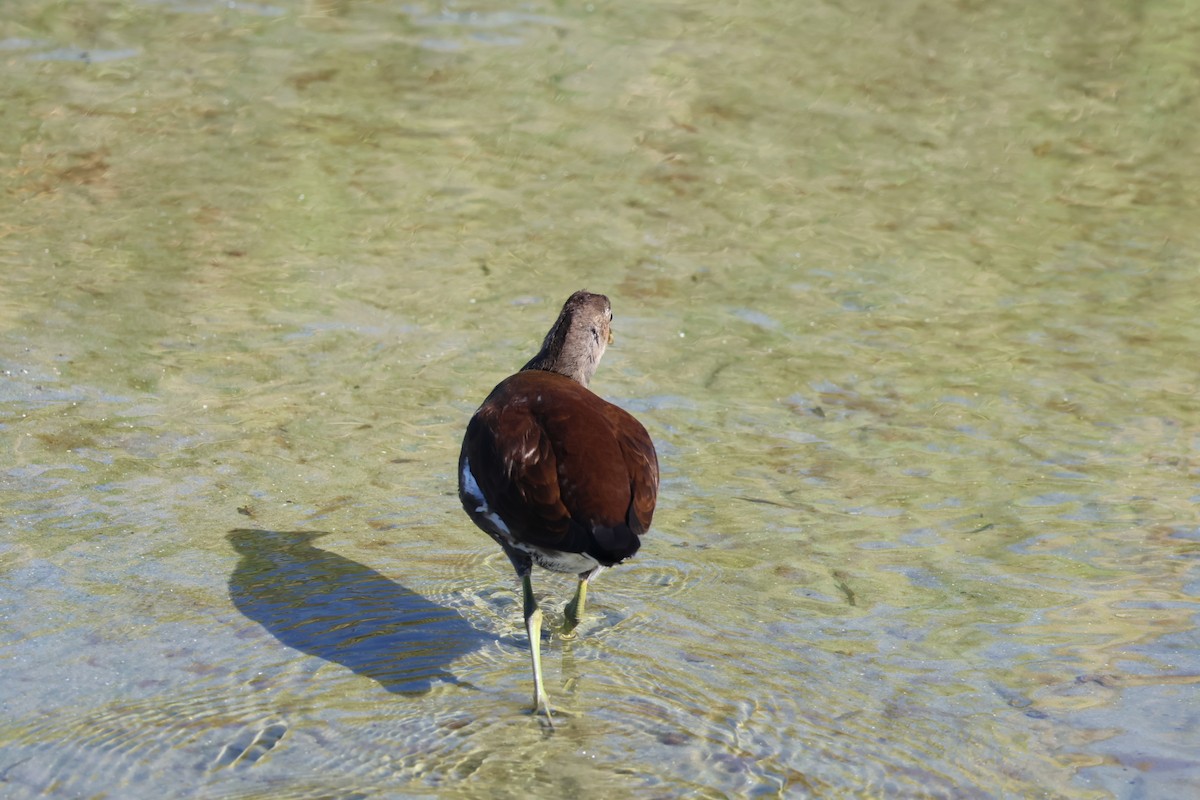 Gallinule d'Amérique - ML645291686