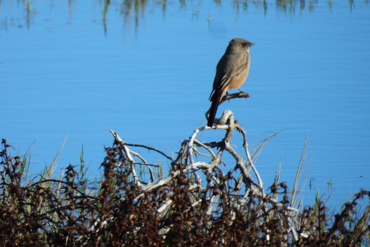 Say's Phoebe - ML645291688