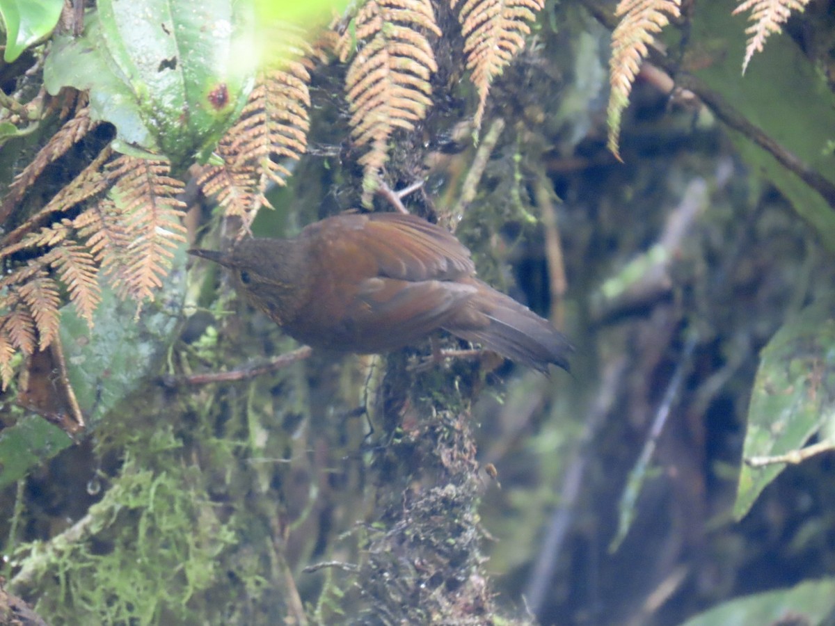 Spotted Barbtail - ML645291691