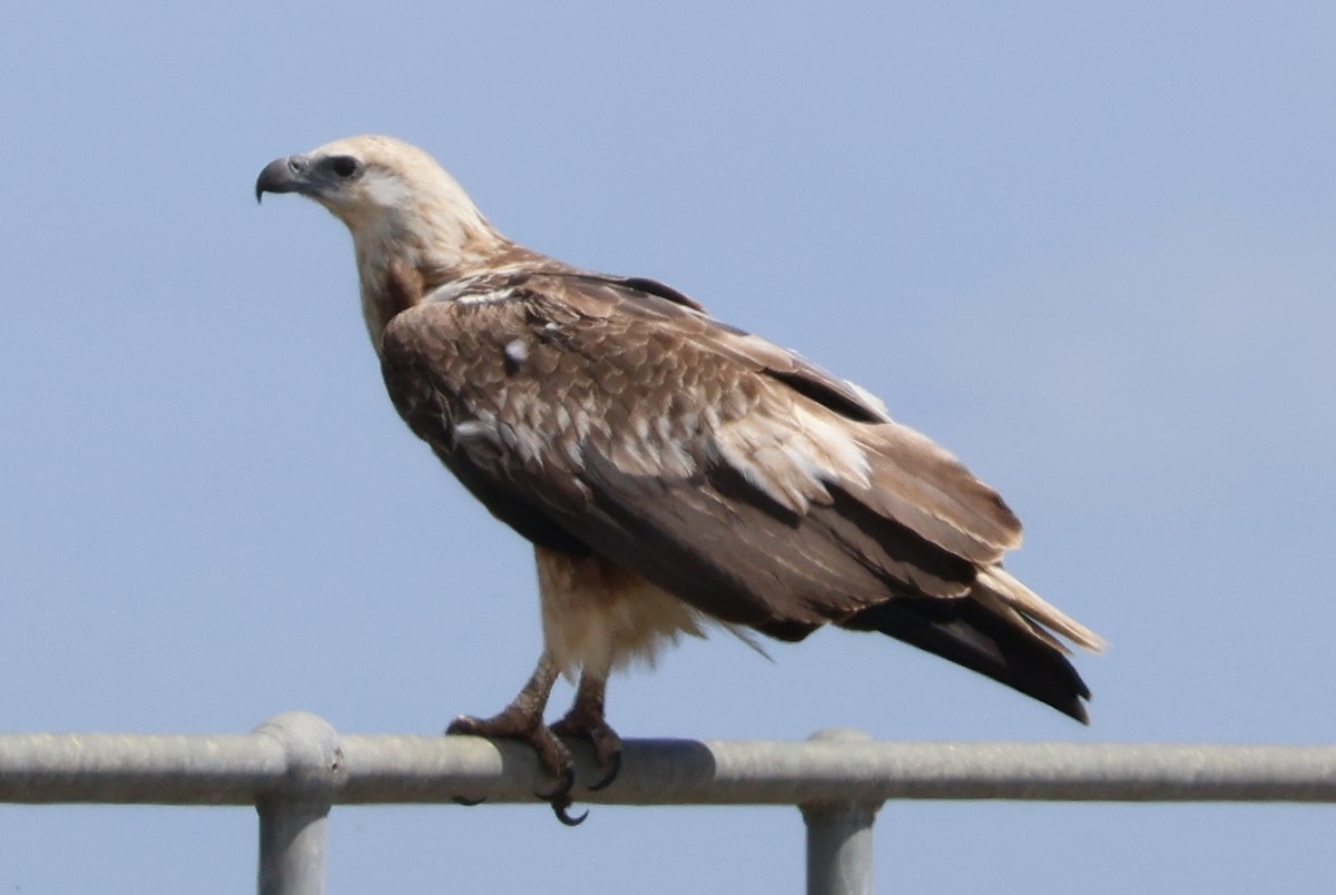 White-bellied Sea-Eagle - ML645291695
