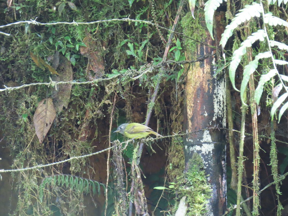 Streak-necked Flycatcher - ML645291697