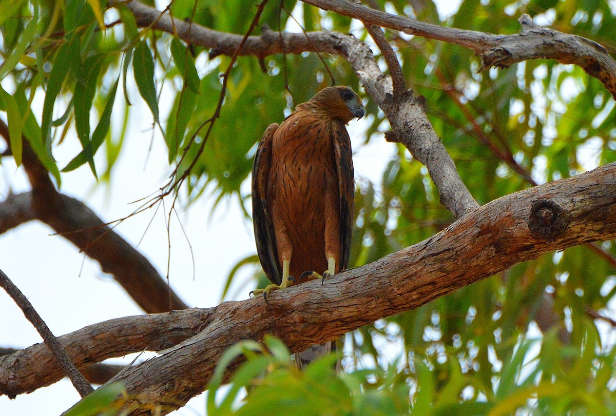 Red Goshawk - ML645291707