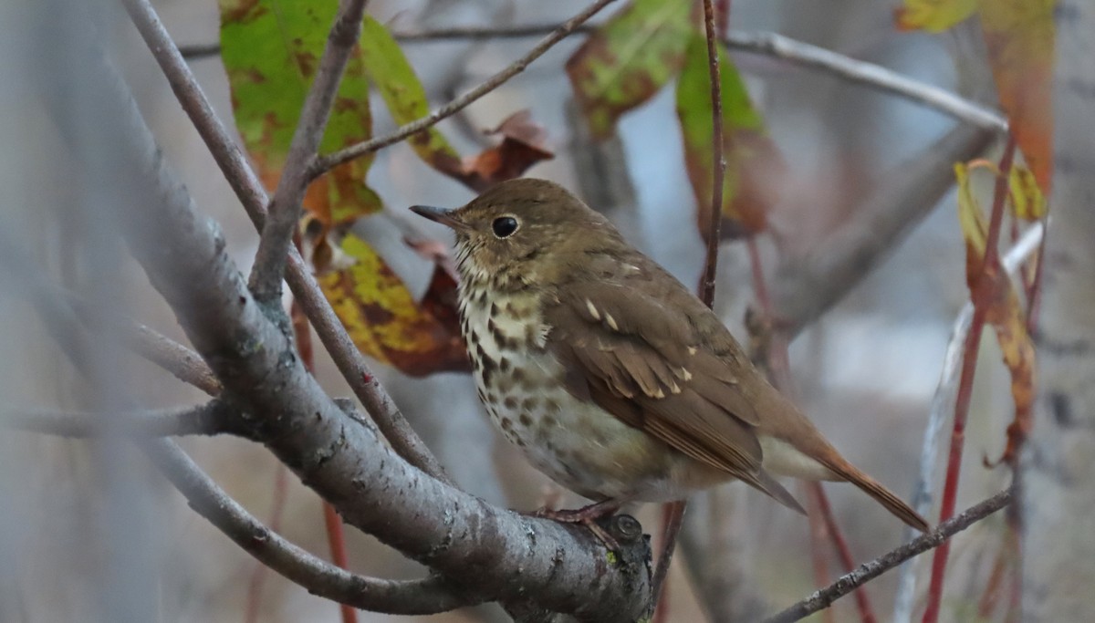 Hermit Thrush - ML645291717