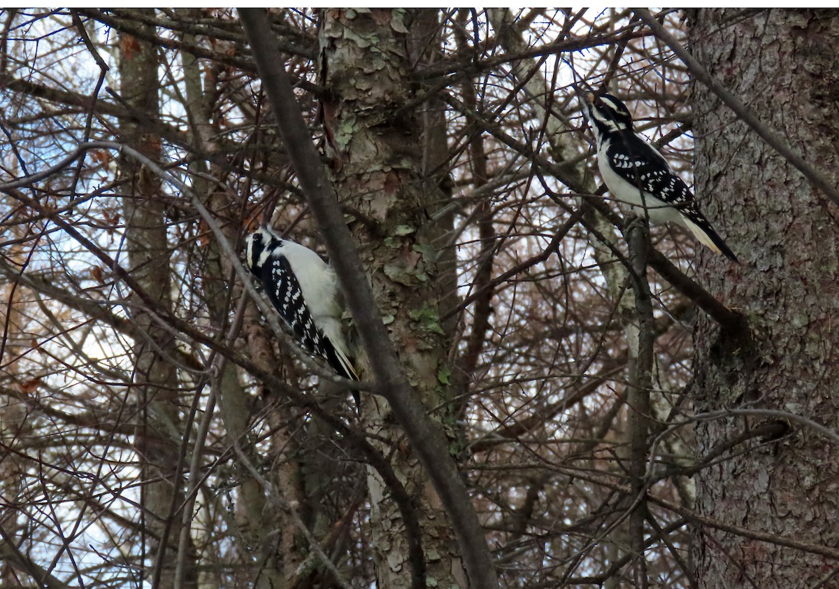 Hairy Woodpecker - ML645291718
