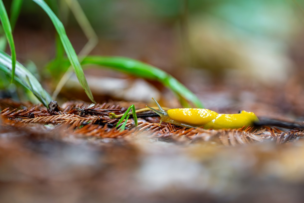 California Banana Slug - ML645291740