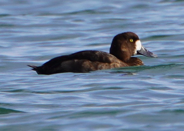 スズガモ - ML645291741