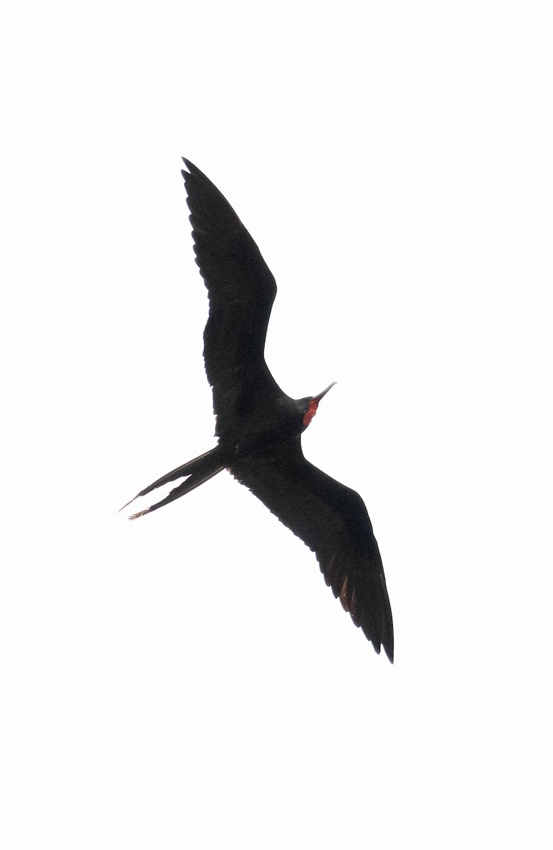 Magnificent Frigatebird - ML645291748