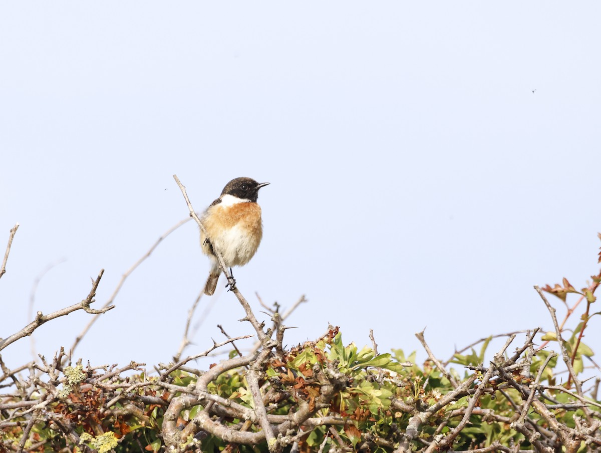 European Stonechat - ML645291750