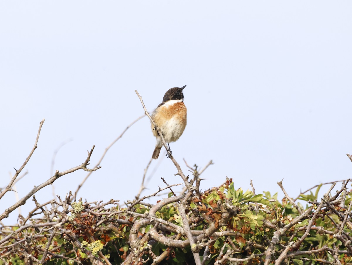 European Stonechat - ML645291751