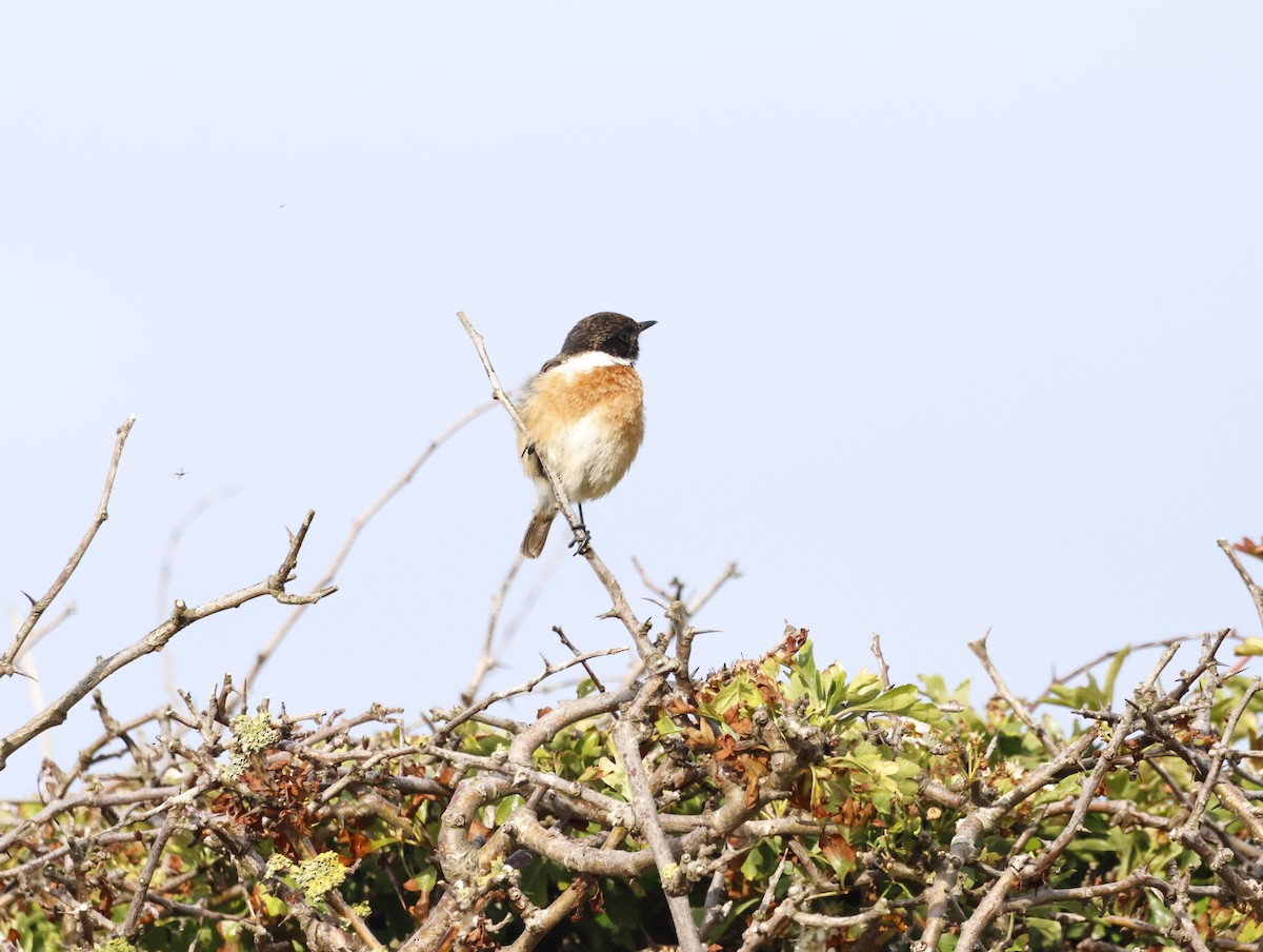 European Stonechat - ML645291752