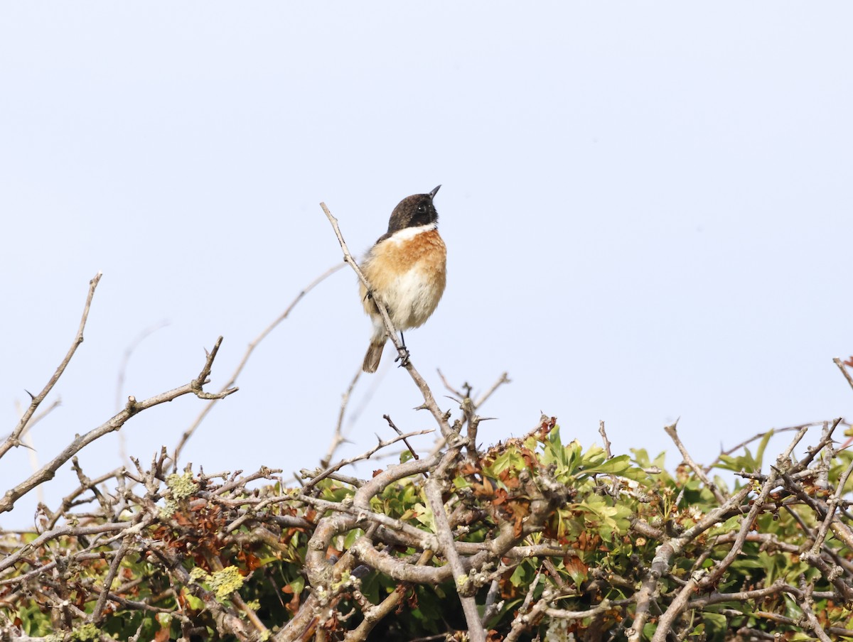 European Stonechat - ML645291753