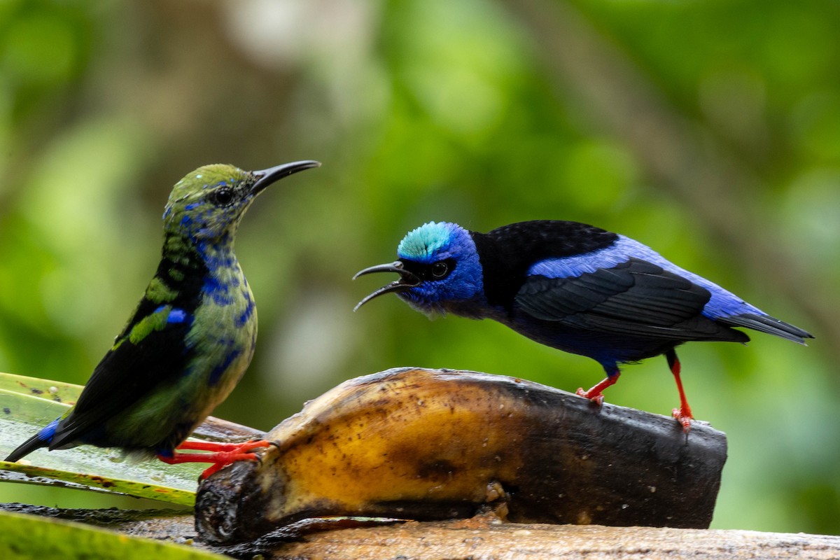 Red-legged Honeycreeper - ML645291754