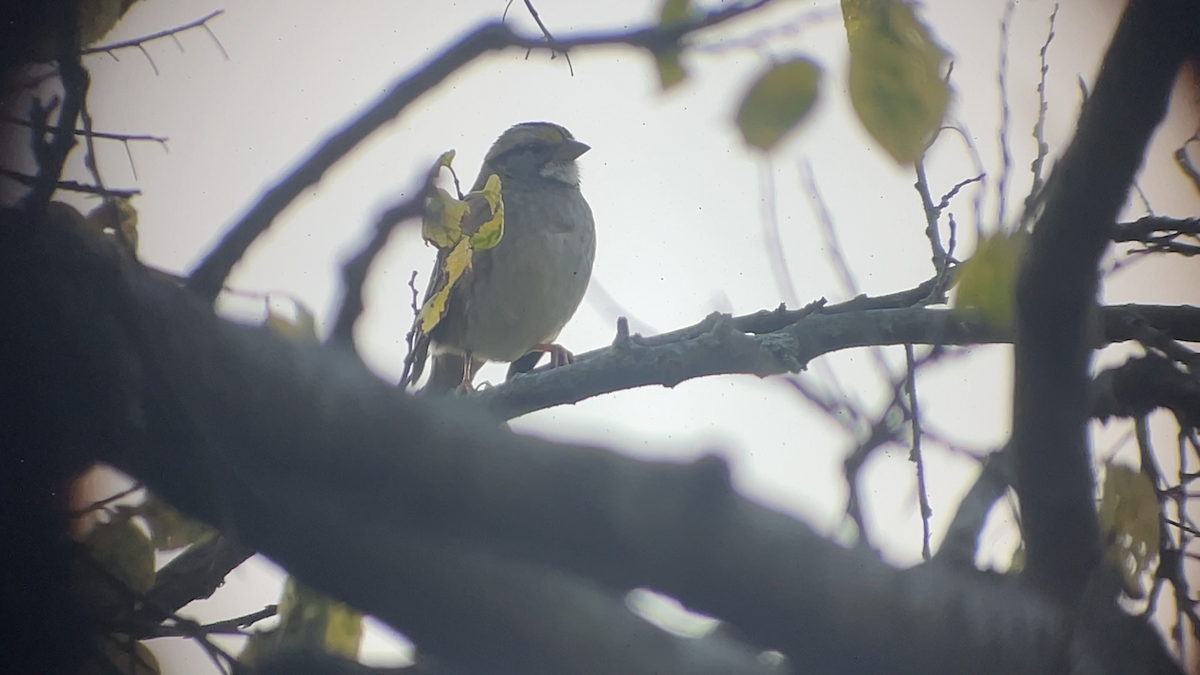 White-throated Sparrow - ML645291756