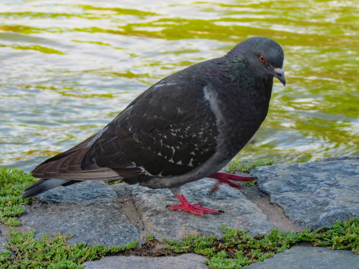 Kaya Güvercini (evcil tip) - ML645291773