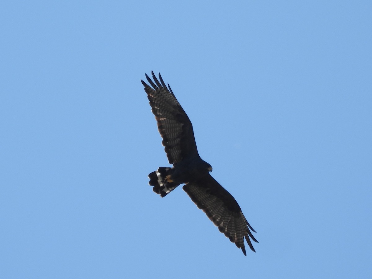 Zone-tailed Hawk - ML645291774