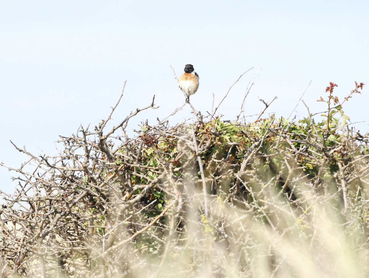 European Stonechat - ML645291775