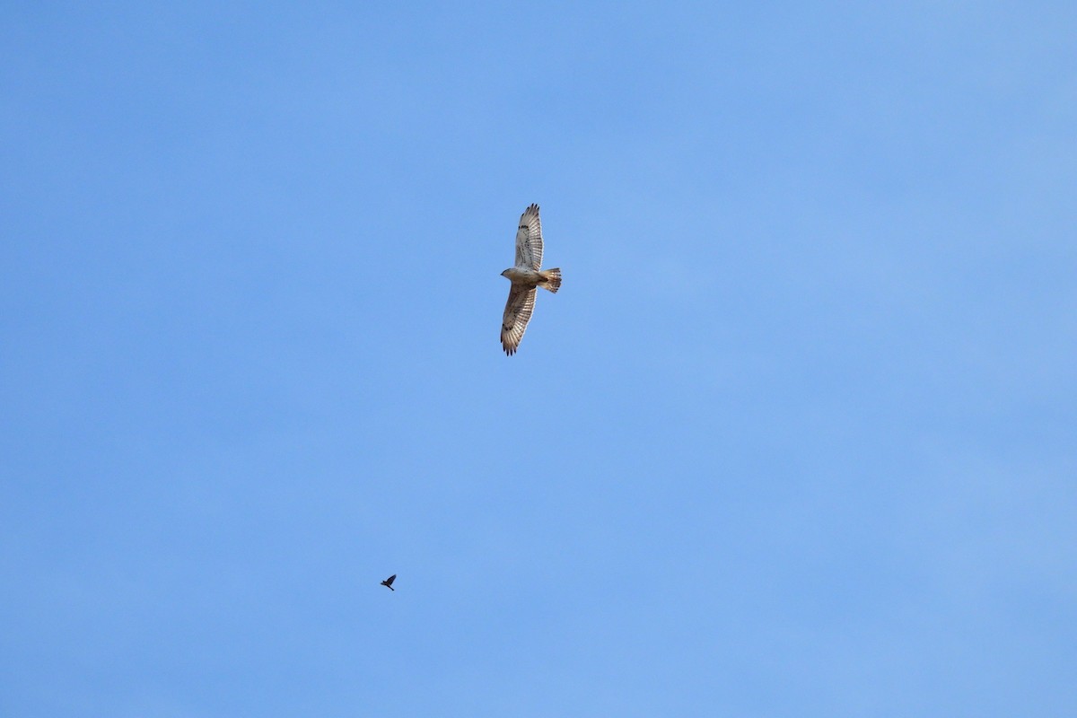 Ferruginous Hawk - ML645291780
