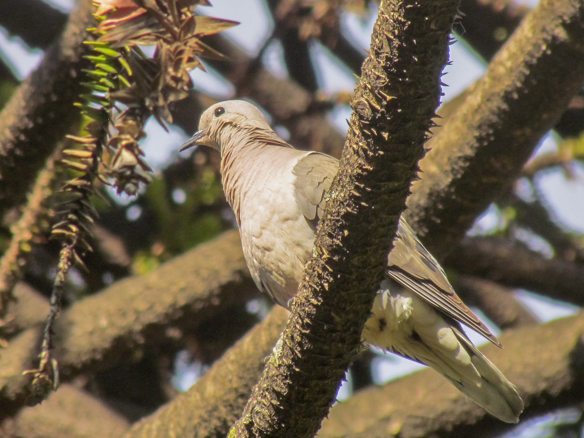 Eared Dove - ML645291781